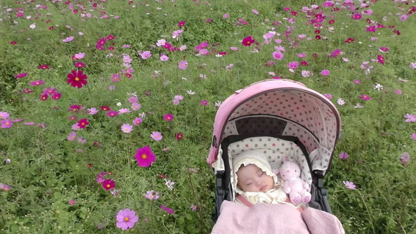 cosmos flowers garden