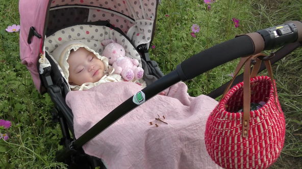 コスモス畑で、かわいい赤ちゃんがお寝んね。トンボもベビーカーに飛んで来て…