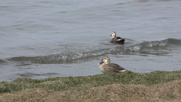 Ducks are swimming in the lake.