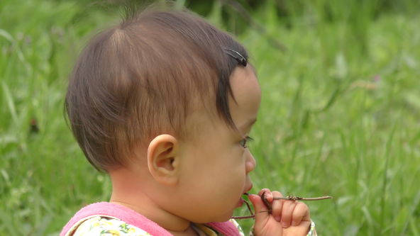 She has a tree branch in her mouth.